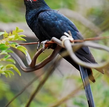 The male Asian Koel - shut uuuuuuuuuppppp!!!