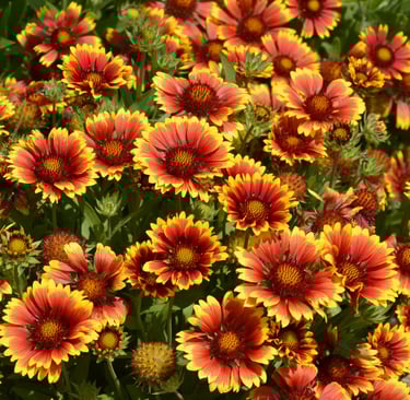 Flowers on Toronto Islands