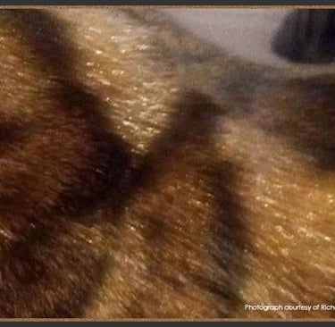 Close-up of shimmering brown and black tabby cat fur showing soft texture and glittery coat.