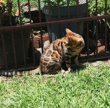 A brown spotted Bengal cat sitting on green grass by a metal fence in a sunny garden.