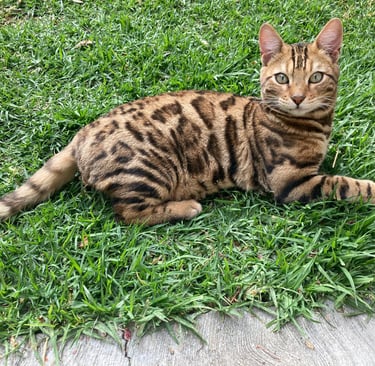 A brown spotted Bengal cat lying down in the green grass outdoors.