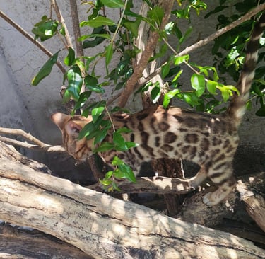 A spotted Bengal kitten climbing on outdoor tree branches with lush green leaves.