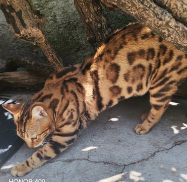 A brown spotted Bengal cat stretching its body outdoors near tree roots.
