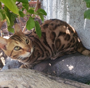 A brown spotted Bengal cat rests outdoors on a rock near a garden tree.