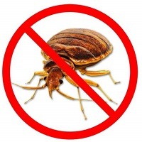 désinsectisation punaises de lit a Nice