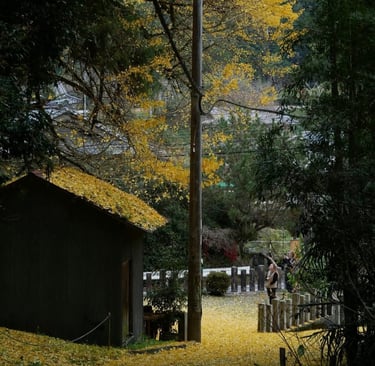 chemin menant à une clairière  , comme une invitation à  exploration de soi