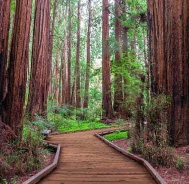 chemin paisible entre les Séquoias, accompagnement de transition solide et puissant
