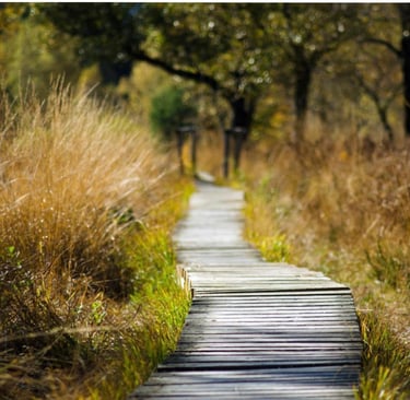 chemin de bois paisible entre les herbes hautes