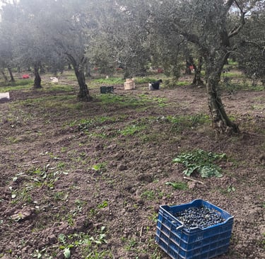 a crate of grapes in a field with a crate of grapes