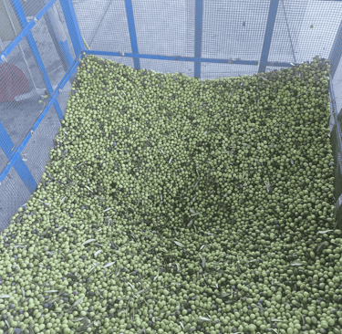 erken hasat zeytinyağı