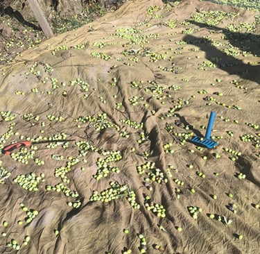 erken hasat zeytinyağı