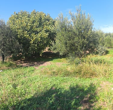 a field with a tree and a blue sky