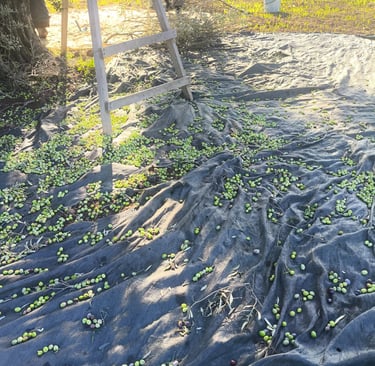 erken hasat zeytinyağı