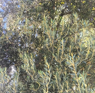 erken hasat zeytinyağı