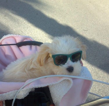 One of our Adopted puppies being pushed in a stroller wearing sunglasses
