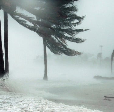 ocean waves blowing palm tree in hurricane