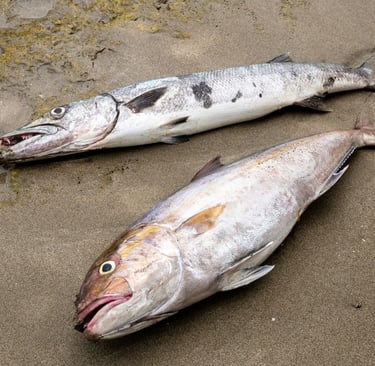 two dead fish on beach shore