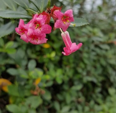 a pink flower with a green leafy background