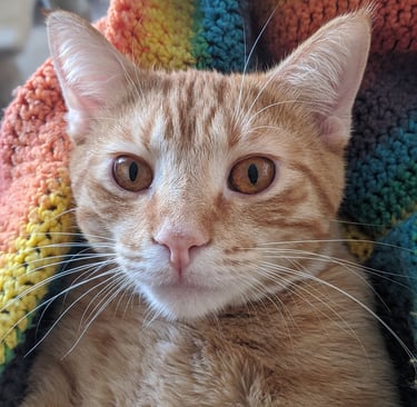 an orange cat looking at the camera on a rainbow colored blanket