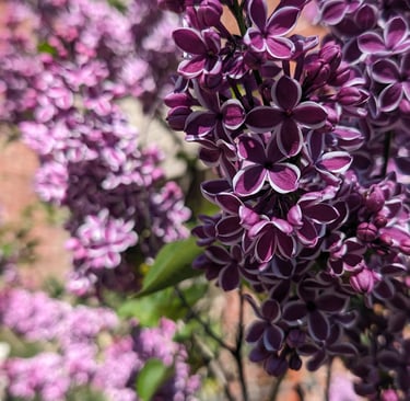purple lilacs