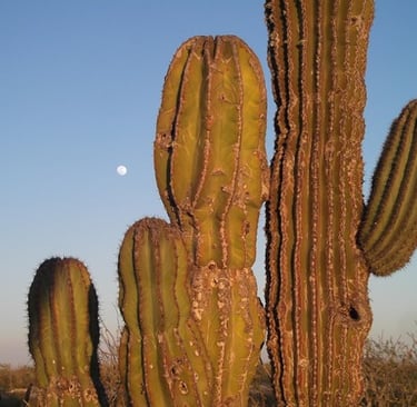 Cactus representativos del Desierto de Sonora México
