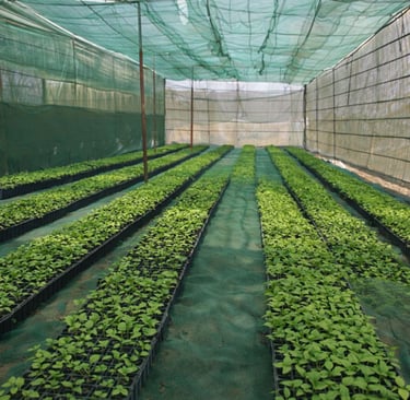 a greenhouse with a lot of plants growing in the middle of the ground