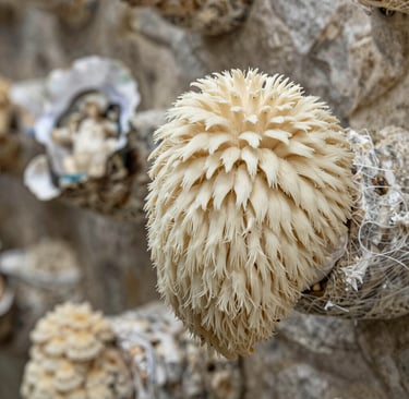 white concrete building