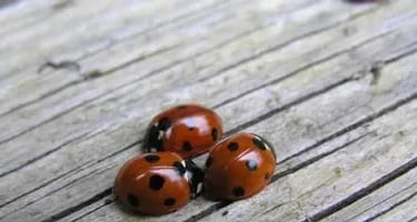 Lady Bug