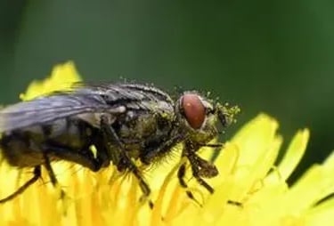 Bug flying on flower