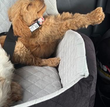 A small brown puppy sleeping comfortably in a padded gray car booster seat with a safety harness.