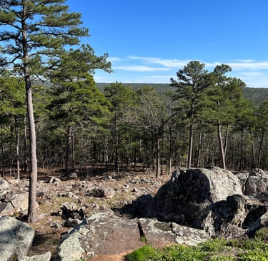 Pine trees shortleaf pine