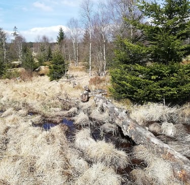 Paysage dans les Fagnes