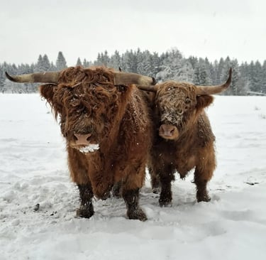 Couple de Highland Cattle dans la neige