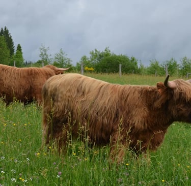 Highland Cattle dans un champ
