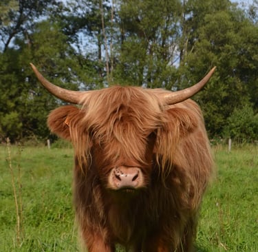 Highland Cattle en été