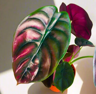 Pack 2 Red Alocasia Live Plant for Planting, Indoor Houseplant Alocasia Plant Live, 5 to 7 Inc Tall,