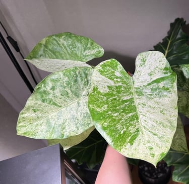 Pack 2 Variegated Alocasia Live Plant for Planting, Indoor Houseplant Alocasia Plant Live, 5 to 7 In