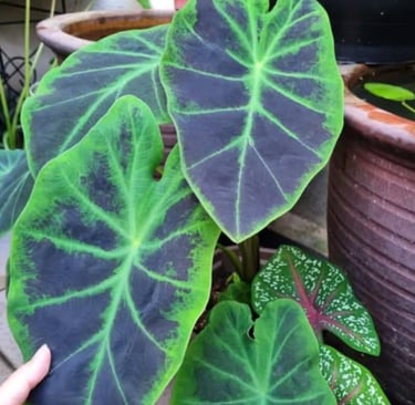 2 Colocasia Plants Live, Colocasia Esculenta Elephant Ears Live Plant, Esculenta Taro Houseplant, 5-