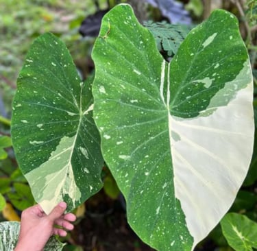 2 Colocasia Plants Live, Colocasia Esculenta Elephant Ears Live Plant, Esculenta Taro Houseplant, 5-