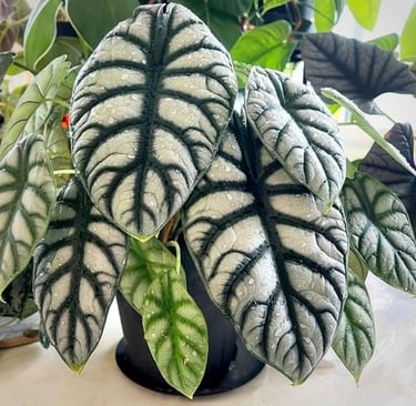 Pack 2 Silver Dragon Alocasia Live Plant for Planting, Indoor Houseplant Alocasia Plant Live, 5 to 7