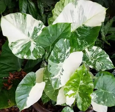 2 Colocasia Plants Live, Colocasia Esculenta Elephant Ears Live Plant, Esculenta Taro Houseplant, 5-