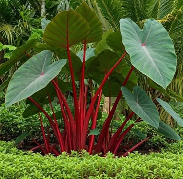 2 Red Stems Colocasia Live Plants, Alocasia Elephant Ear Live Plant for Growing, 4-6" Tall, Cold Har