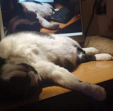 Minou in all his splendour