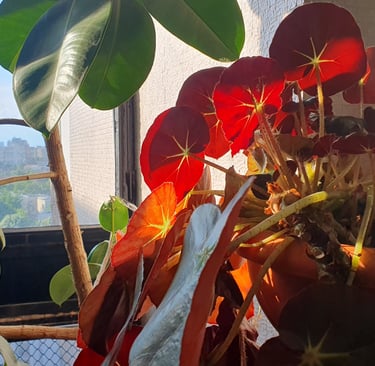 Begonia's elephant ears in the sunset