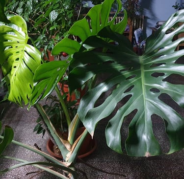 My beauuutiful monster monstera!