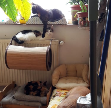 A bunch of ladies and a dog :)