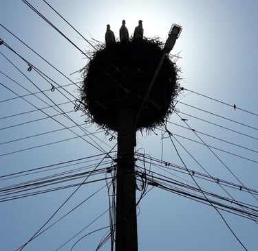 Baby storks somewhere in Transilvania