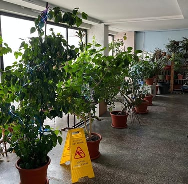 10th floor jungle, excuse the winter! :)