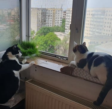 The sunset window and its guardians :)