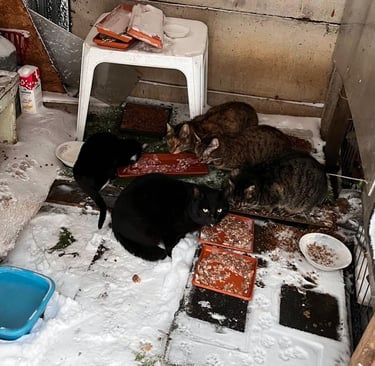 Messy and snowed in and cold but...